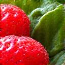 Una imagen vibrante de frutos rojos, granos enteros y hojas verdes simbolizando energía.